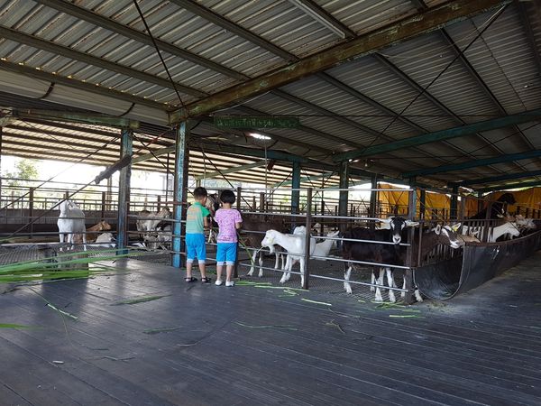 【宜蘭/冬山鄉】宜農牧場