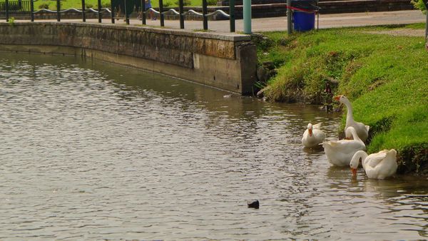 龍潭湖：宜蘭-讓人身心靈放鬆龍潭湖.悠閒走走去~