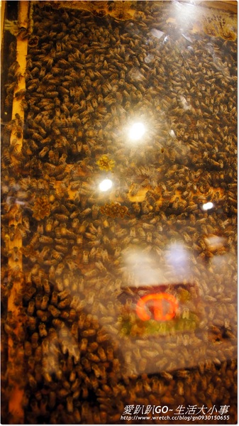 蜂采館:【宜蘭/員山】與蜂共舞.養蜂人家蜂采館