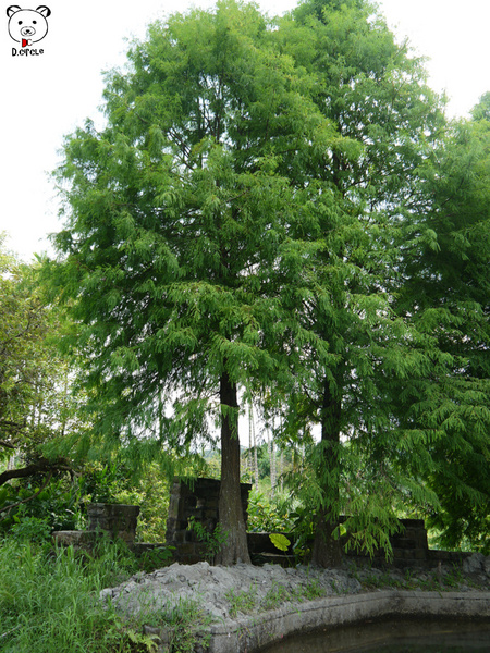 雷公埤:宜蘭●員山-雷公埤~簡單的秘境!釣客的最愛~❤