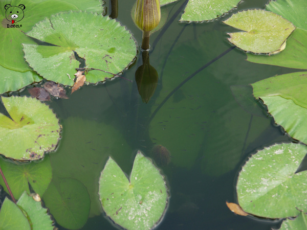 雷公埤:宜蘭●員山-雷公埤~簡單的秘境!釣客的最愛~❤