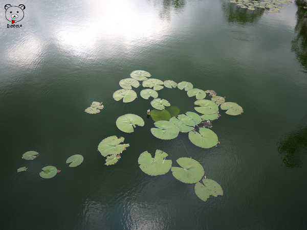 雷公埤:宜蘭●員山-雷公埤~簡單的秘境!釣客的最愛~❤