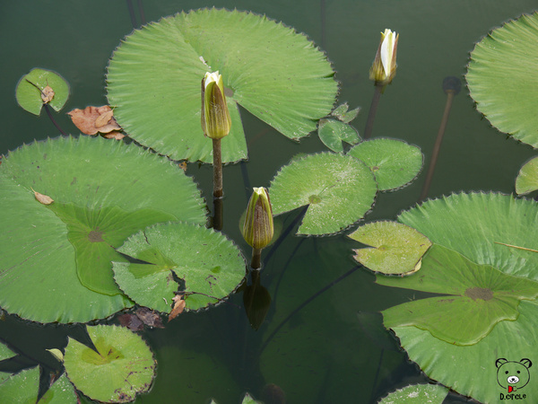 雷公埤:宜蘭●員山-雷公埤~簡單的秘境!釣客的最愛~❤