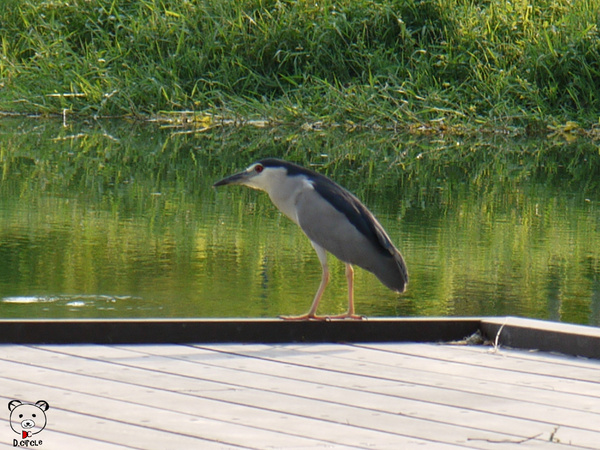雷公埤:宜蘭●員山-雷公埤~簡單的秘境!釣客的最愛~❤
