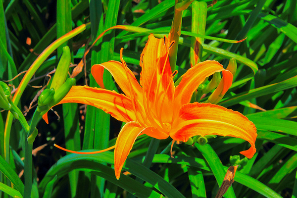 六十石山：[遊記]【花蓮富里鄉】六十石山。徜徉於金針花海