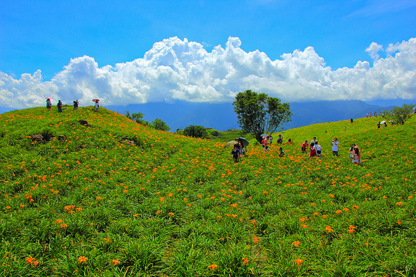 六十石山：[遊記]【花蓮富里鄉】六十石山。徜徉於金針花海