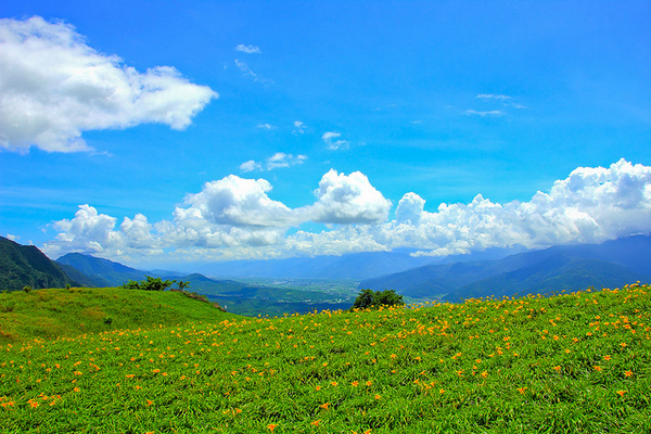 六十石山：[遊記]【花蓮富里鄉】六十石山。徜徉於金針花海