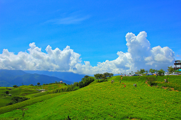 六十石山：[遊記]【花蓮富里鄉】六十石山。徜徉於金針花海
