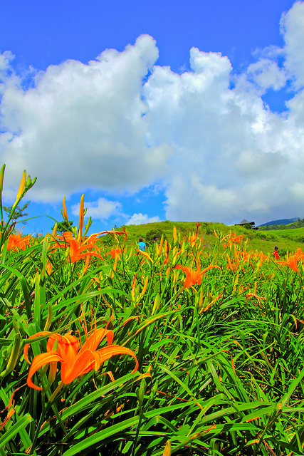 六十石山：[遊記]【花蓮富里鄉】六十石山。徜徉於金針花海