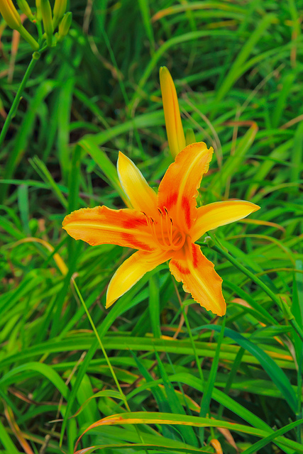 六十石山：[遊記]【花蓮富里鄉】六十石山。徜徉於金針花海