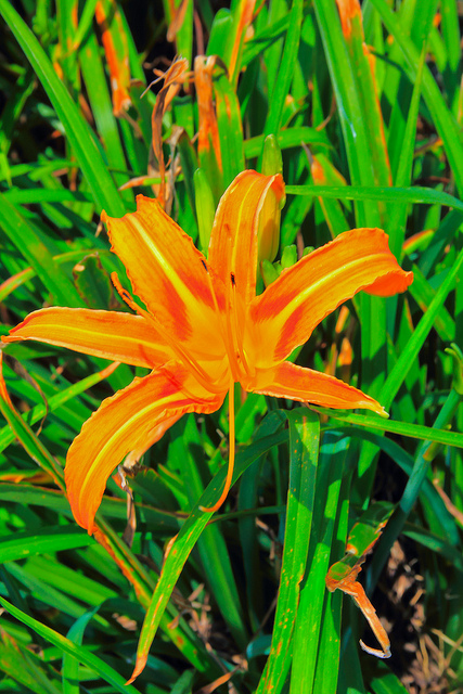 六十石山：[遊記]【花蓮富里鄉】六十石山。徜徉於金針花海