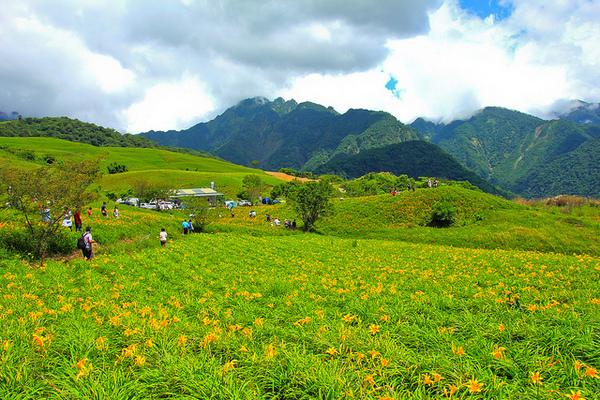 六十石山：[遊記]【花蓮富里鄉】六十石山。徜徉於金針花海