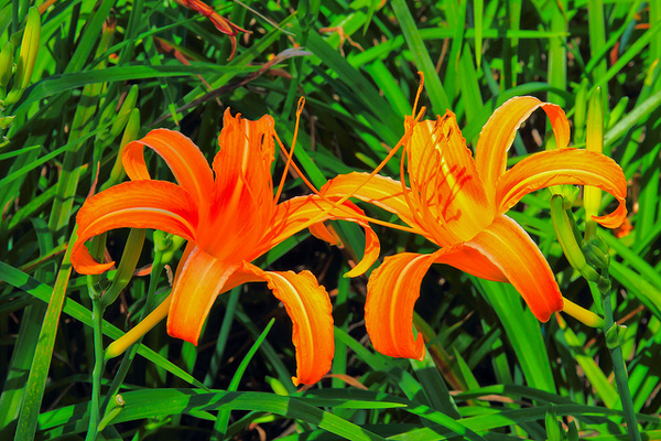 六十石山：[遊記]【花蓮富里鄉】六十石山。徜徉於金針花海