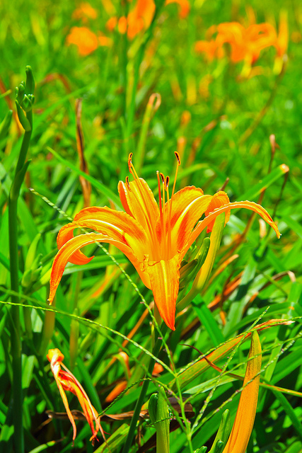 六十石山：[遊記]【花蓮富里鄉】六十石山。徜徉於金針花海