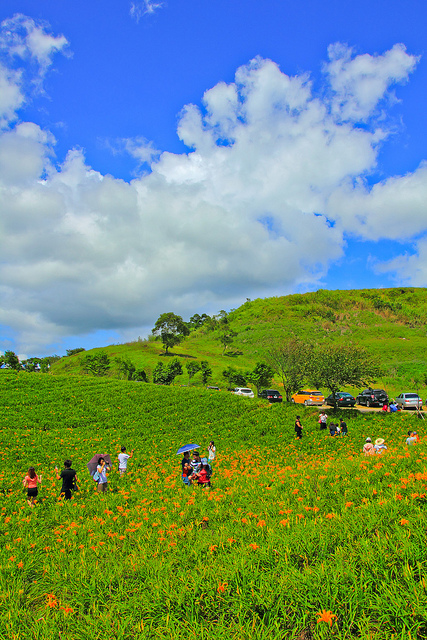 六十石山：[遊記]【花蓮富里鄉】六十石山。徜徉於金針花海