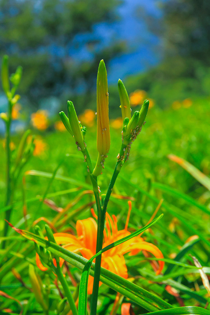 六十石山：[遊記]【花蓮富里鄉】六十石山。徜徉於金針花海