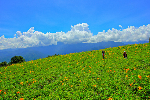 六十石山：[遊記]【花蓮富里鄉】六十石山。徜徉於金針花海