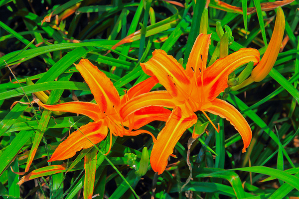 六十石山：[遊記]【花蓮富里鄉】六十石山。徜徉於金針花海