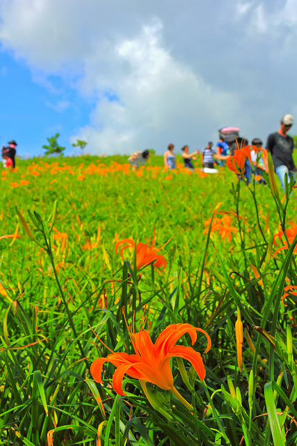 六十石山：[遊記]【花蓮富里鄉】六十石山。徜徉於金針花海