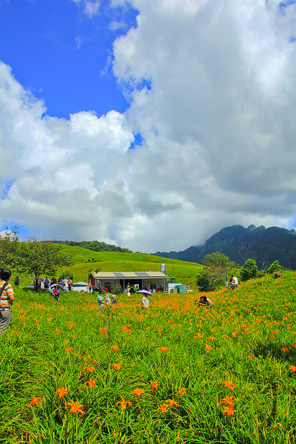 六十石山：[遊記]【花蓮富里鄉】六十石山。徜徉於金針花海