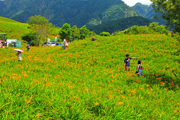 六十石山：[遊記]【花蓮富里鄉】六十石山。徜徉於金針花海