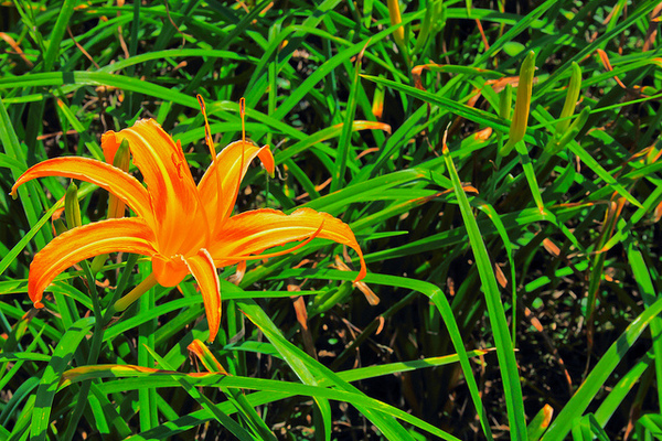 六十石山：[遊記]【花蓮富里鄉】六十石山。徜徉於金針花海