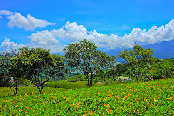 六十石山：[遊記]【花蓮富里鄉】六十石山。徜徉於金針花海