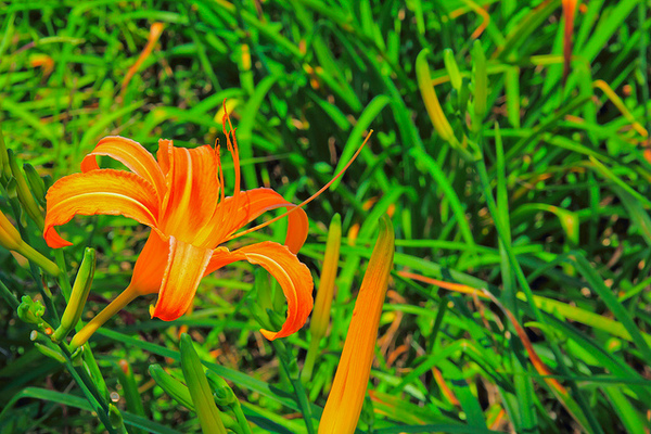 六十石山：[遊記]【花蓮富里鄉】六十石山。徜徉於金針花海