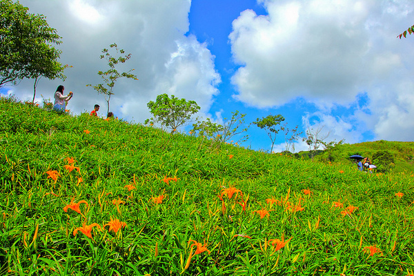 六十石山：[遊記]【花蓮富里鄉】六十石山。徜徉於金針花海