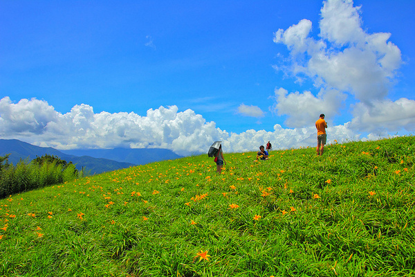 六十石山：[遊記]【花蓮富里鄉】六十石山。徜徉於金針花海