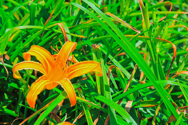 六十石山：[遊記]【花蓮富里鄉】六十石山。徜徉於金針花海