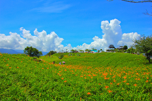 六十石山：[遊記]【花蓮富里鄉】六十石山。徜徉於金針花海