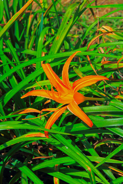 六十石山：[遊記]【花蓮富里鄉】六十石山。徜徉於金針花海