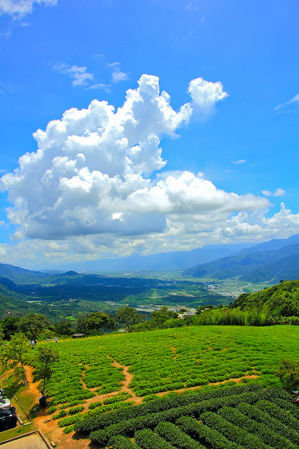 六十石山：[遊記]【花蓮富里鄉】六十石山。徜徉於金針花海
