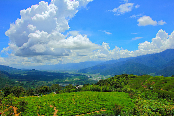 六十石山：[遊記]【花蓮富里鄉】六十石山。徜徉於金針花海