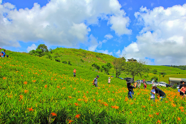 六十石山：[遊記]【花蓮富里鄉】六十石山。徜徉於金針花海