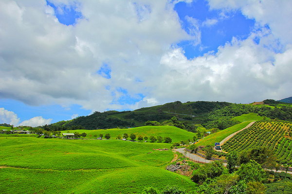 六十石山：[遊記]【花蓮富里鄉】六十石山。徜徉於金針花海