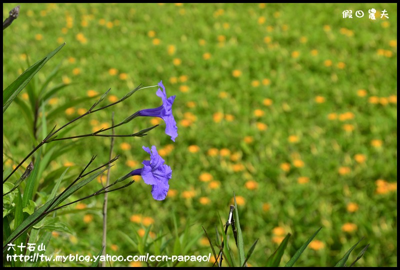 六十石山_DSC7788