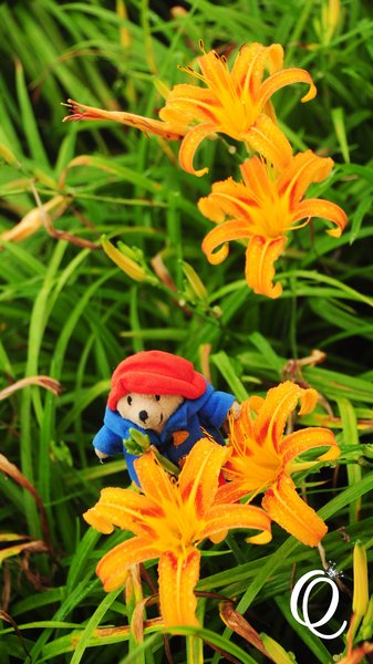 六十石山：花蓮．六十石山．與一億朵金針花海相遇