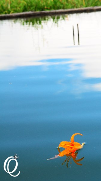 六十石山：花蓮．六十石山．與一億朵金針花海相遇