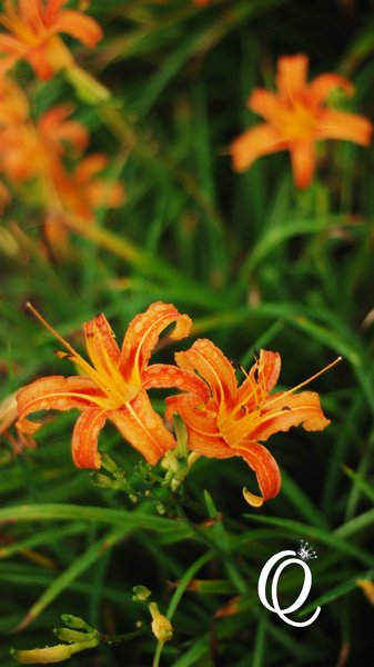 六十石山：花蓮．六十石山．與一億朵金針花海相遇
