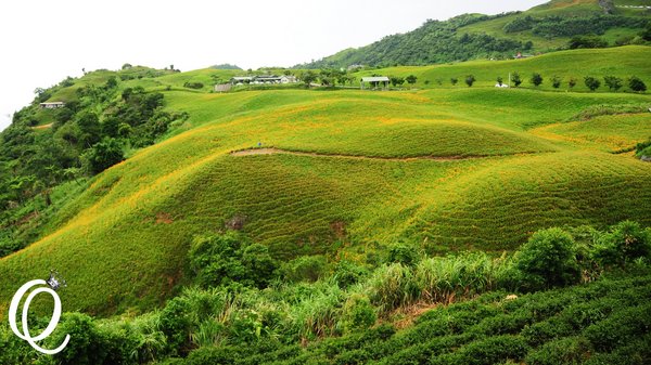 六十石山：花蓮．六十石山．與一億朵金針花海相遇