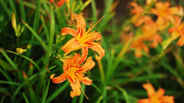 六十石山：花蓮．六十石山．與一億朵金針花海相遇