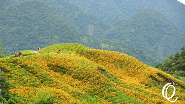六十石山：花蓮．六十石山．與一億朵金針花海相遇