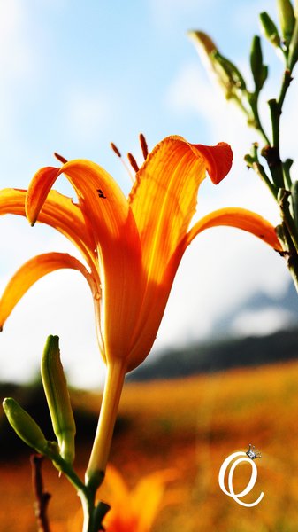 六十石山：花蓮．六十石山．與一億朵金針花海相遇