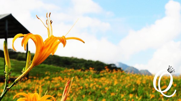 六十石山：花蓮．六十石山．與一億朵金針花海相遇