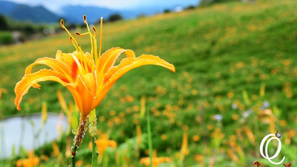 六十石山：花蓮．六十石山．與一億朵金針花海相遇