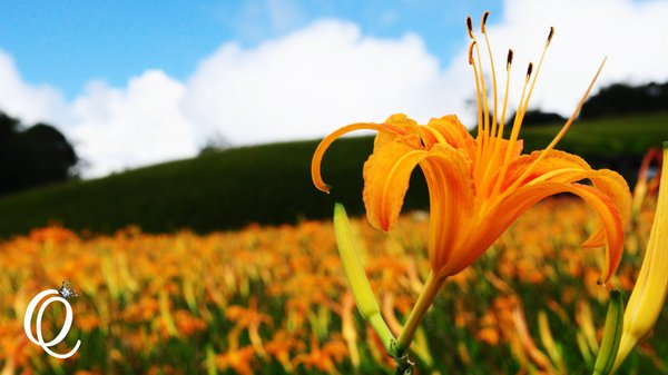 六十石山：花蓮．六十石山．與一億朵金針花海相遇