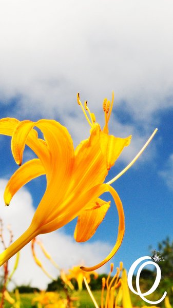 六十石山：花蓮．六十石山．與一億朵金針花海相遇