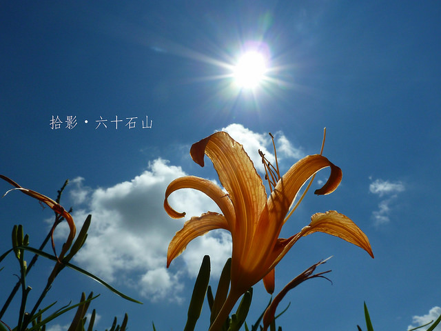 六十石山金針花